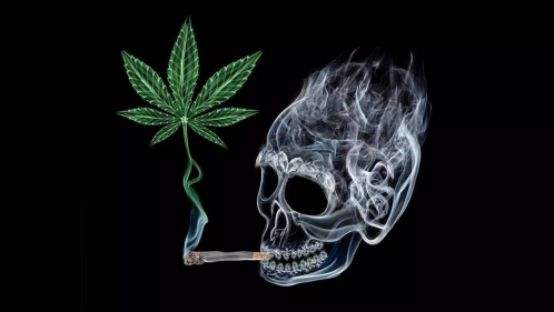 大麻毒瘾如何戒除 毒品相关知识 上海凯创生物 大麻毒瘾如何戒除 毒品相关知识 上海凯创生物