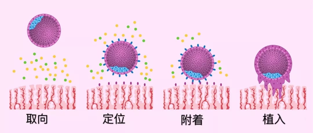 Hcg翻倍速度缓慢有什么意义 女性激素相关知识 上海凯创生物技术有限公司