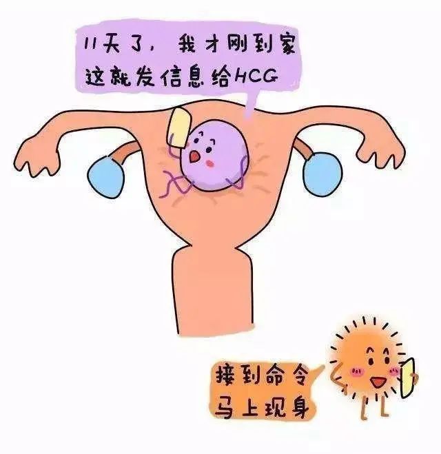 有没有怀上宝宝让HCG来告诉你